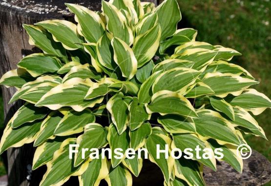 Hosta Little Wonder