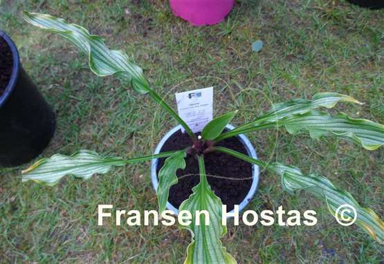 Hosta Livin' on the Edge