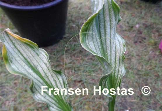 Hosta Livin' on the Edge