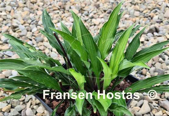 Hosta Livin' on the Edge