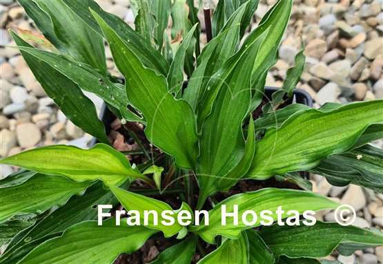 Hosta Livin' on the Edge