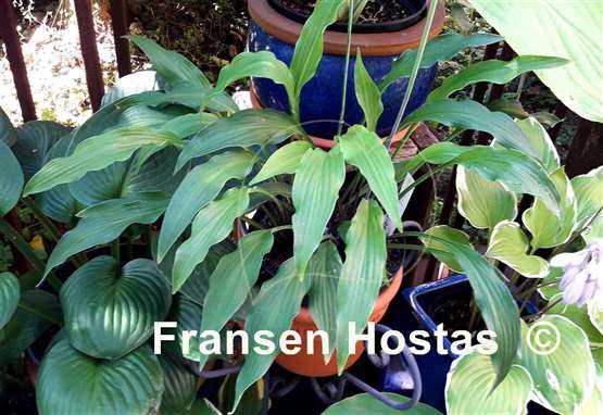 Hosta Lizard Lick