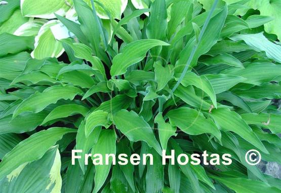 Hosta Lizard Lick