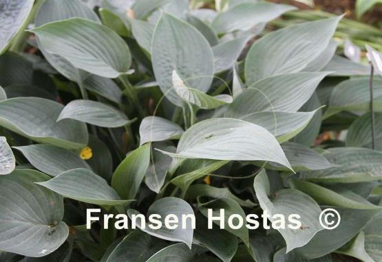 Hosta Locomotion