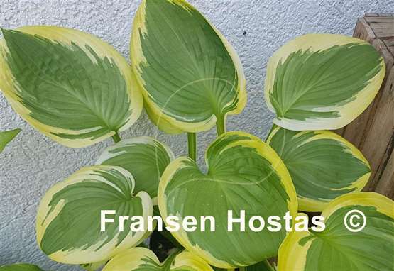 Hosta Lollapalooza