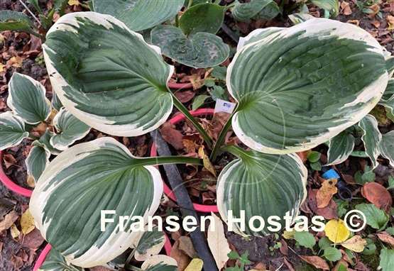 Hosta Lollapalooza