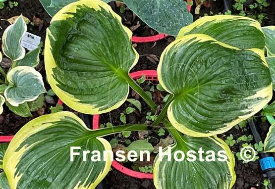 Hosta Lollapalooza