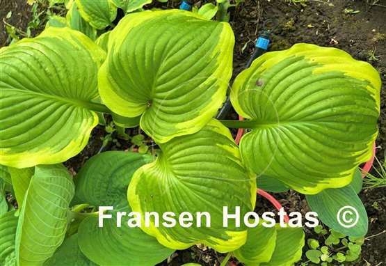 Hosta Lollapalooza