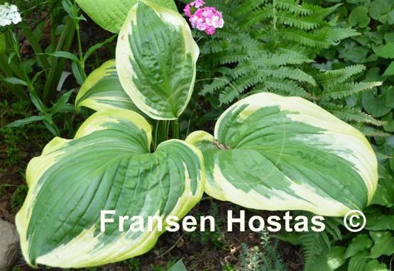 Hosta Lollapalooza