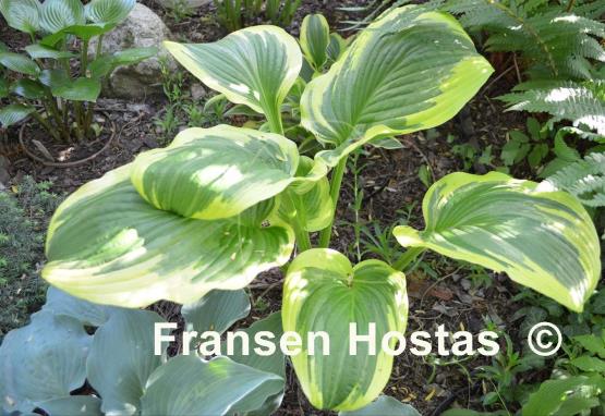 Hosta Lollapalooza