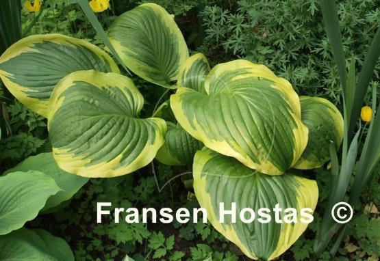 Hosta Lollapalooza