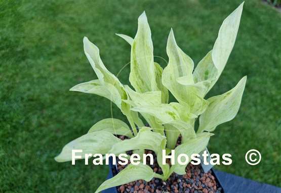 Hosta London Fog