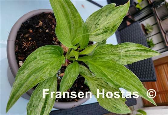 Hosta London Fog