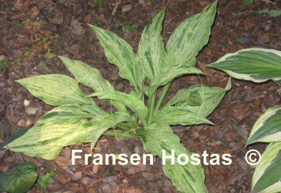Hosta London Fog