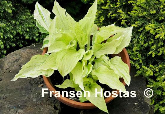 Hosta London Fog