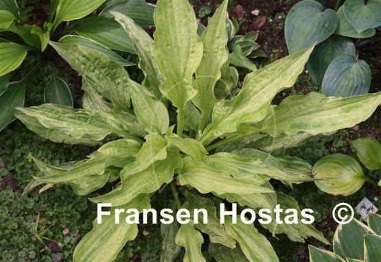 Hosta London Fog