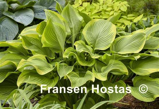 Hosta Lone Star