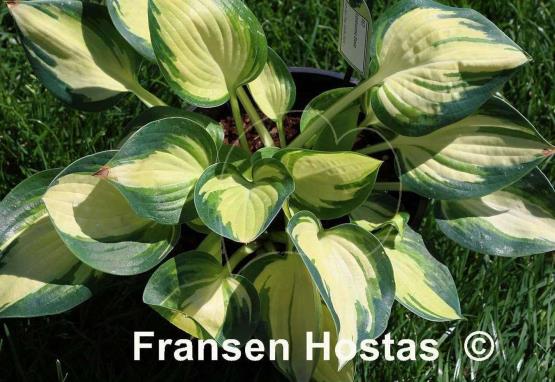Hosta Lonesome Dove
