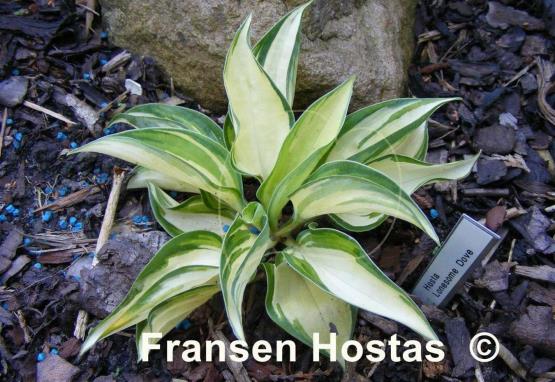 Hosta Lonesome Dove