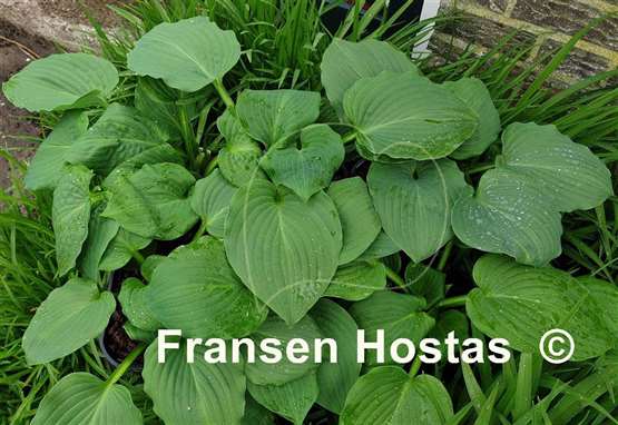 Hosta Looking Fabulous