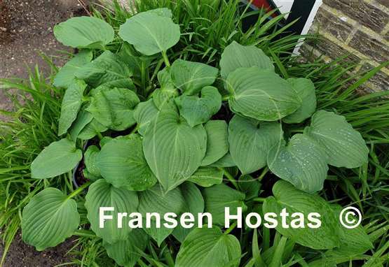 Hosta Looking Fabulous