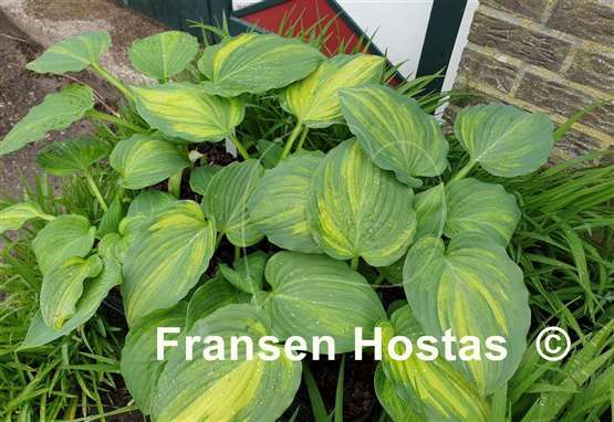 Hosta Looking Good
