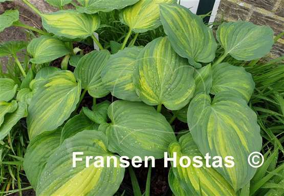 Hosta Looking Good