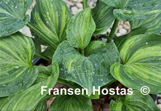 Hosta Looking Good