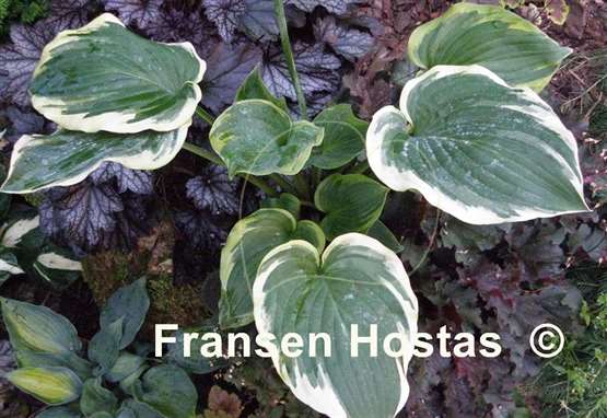 Hosta Looking Great