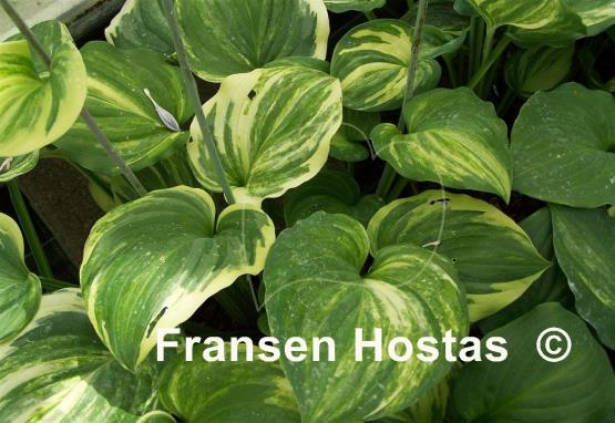 Hosta Looking Good