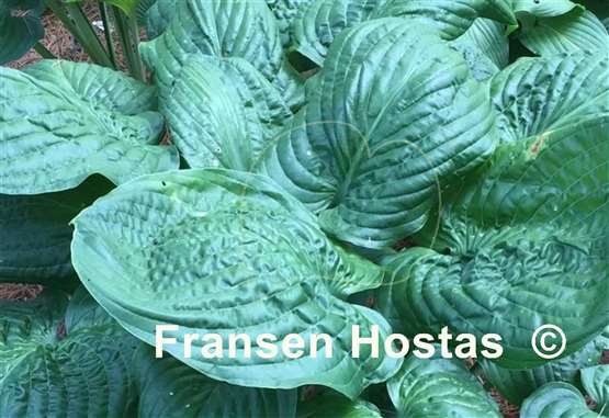 Hosta Lord Puckersheen