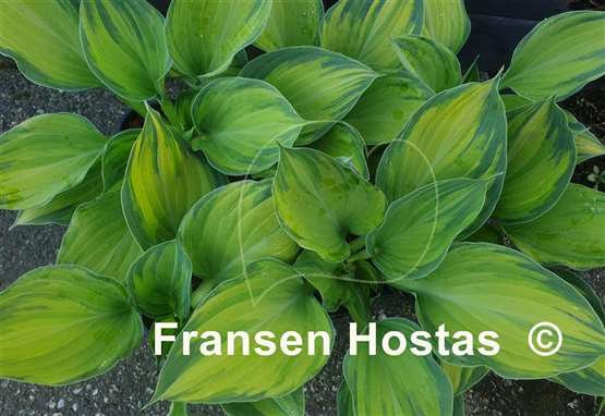 Hosta Lost in Paradise