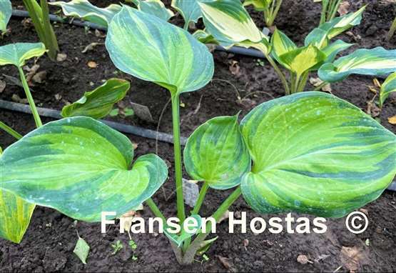 Hosta Lost in Paradise