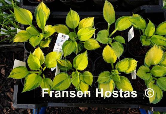 Hosta Lost in Paradise