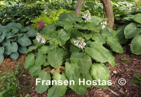 Hosta Lothar the Giant