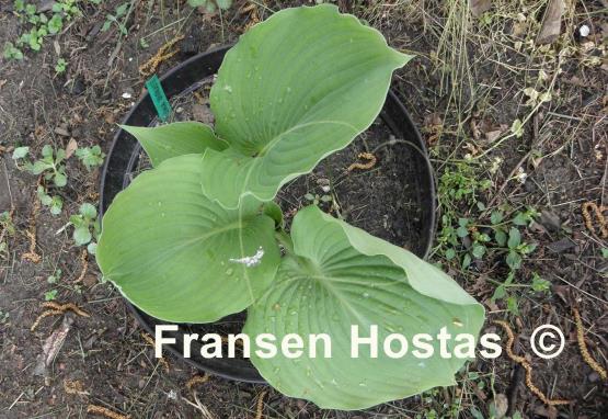 Hosta Lothar the Giant