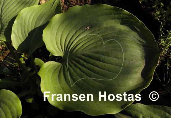 Hosta Lothar the Giant