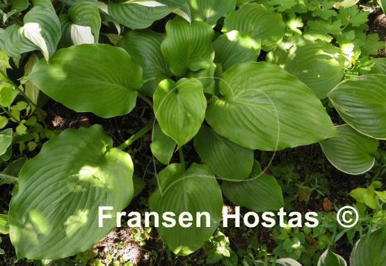 Hosta Lothar the Giant