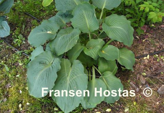 Hosta Lothar the Giant