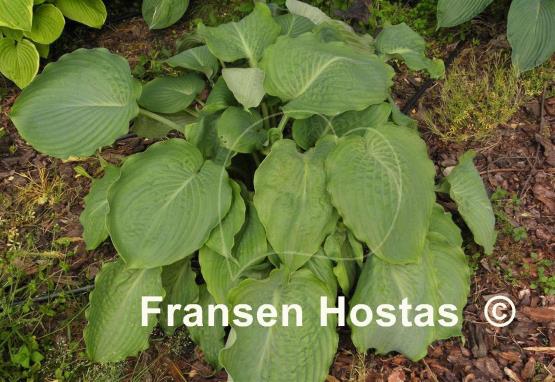 Hosta Lothar the Giant