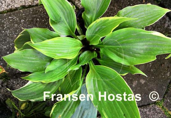 Hosta Louie Louie