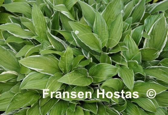 Hosta Louisa