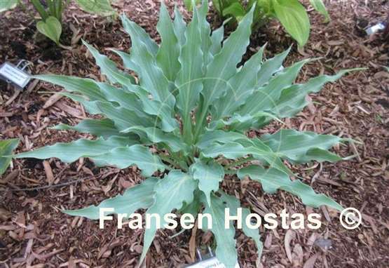 Hosta Love Lost