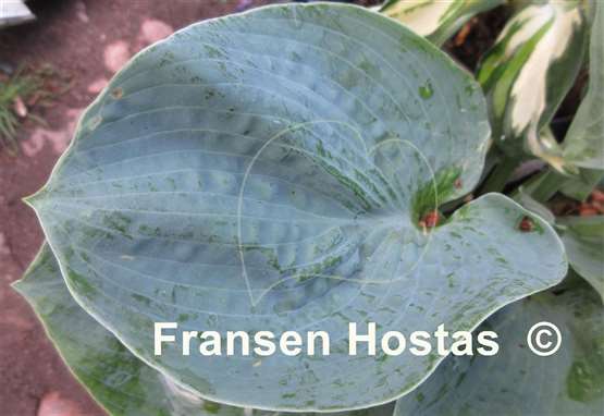 Hosta Love Pat