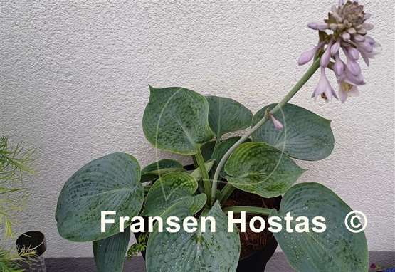 Hosta Love Pat
