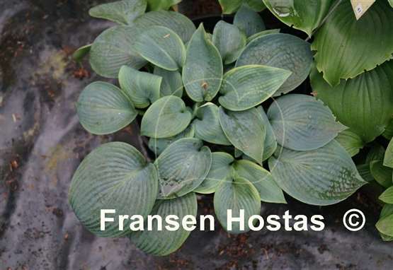 Hosta Love Pat