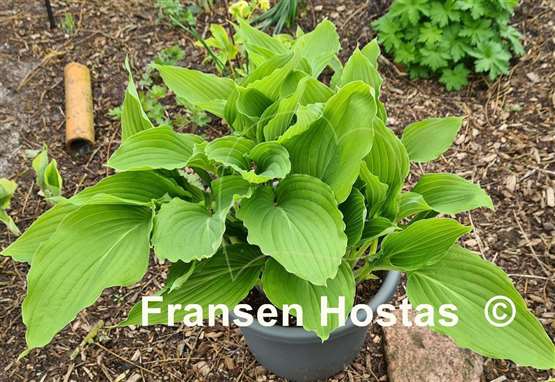 Hosta Love Song 