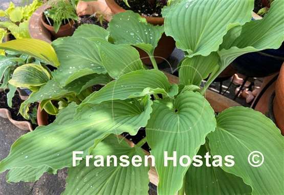 Hosta Love Song