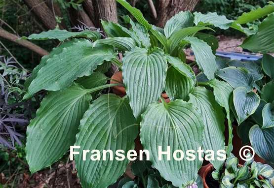Hosta Love Song
