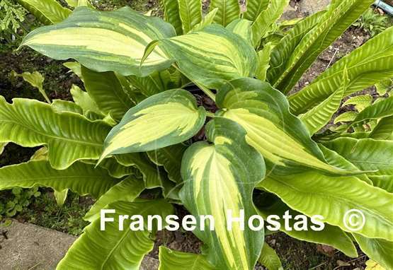 Hosta Love Story